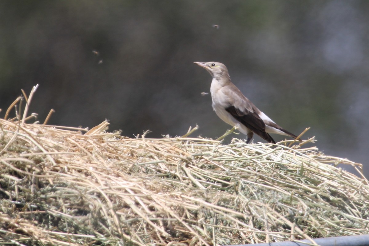 Étourneau caronculé - ML647455271