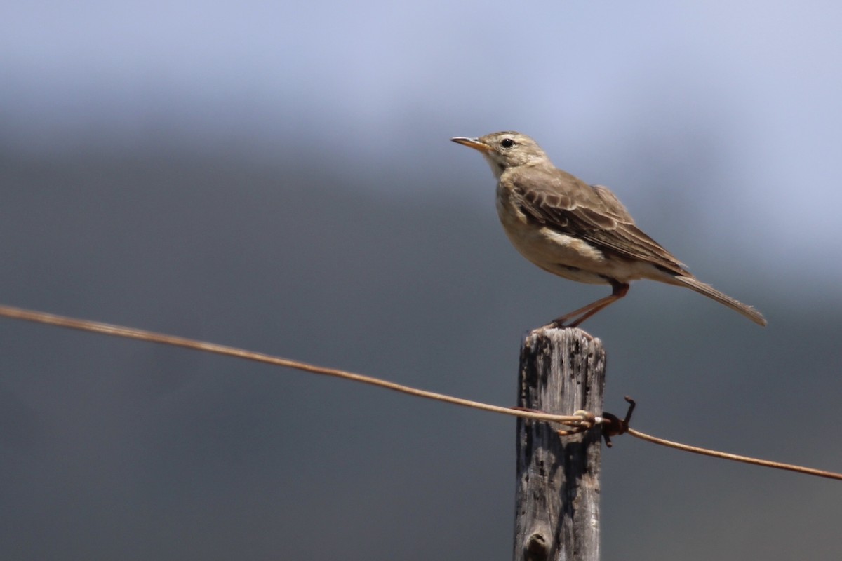 Pipit africain - ML647455272