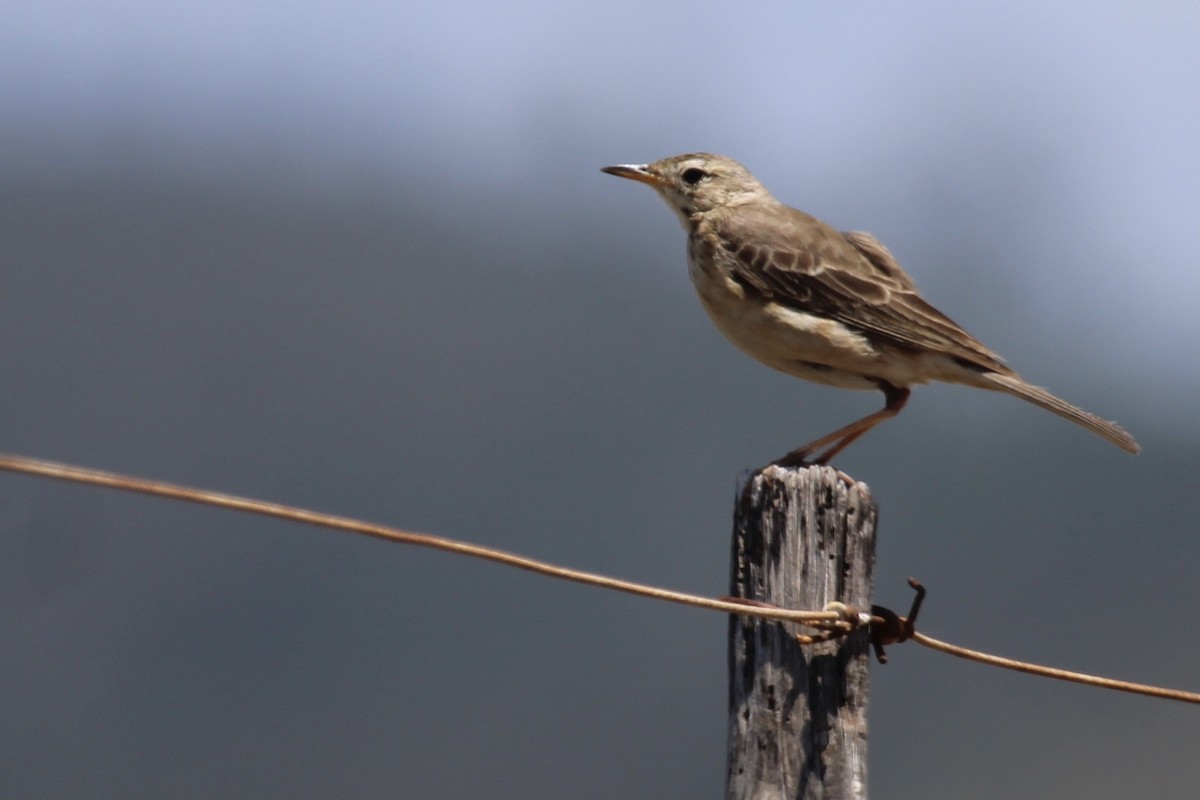 Pipit africain - ML647455273