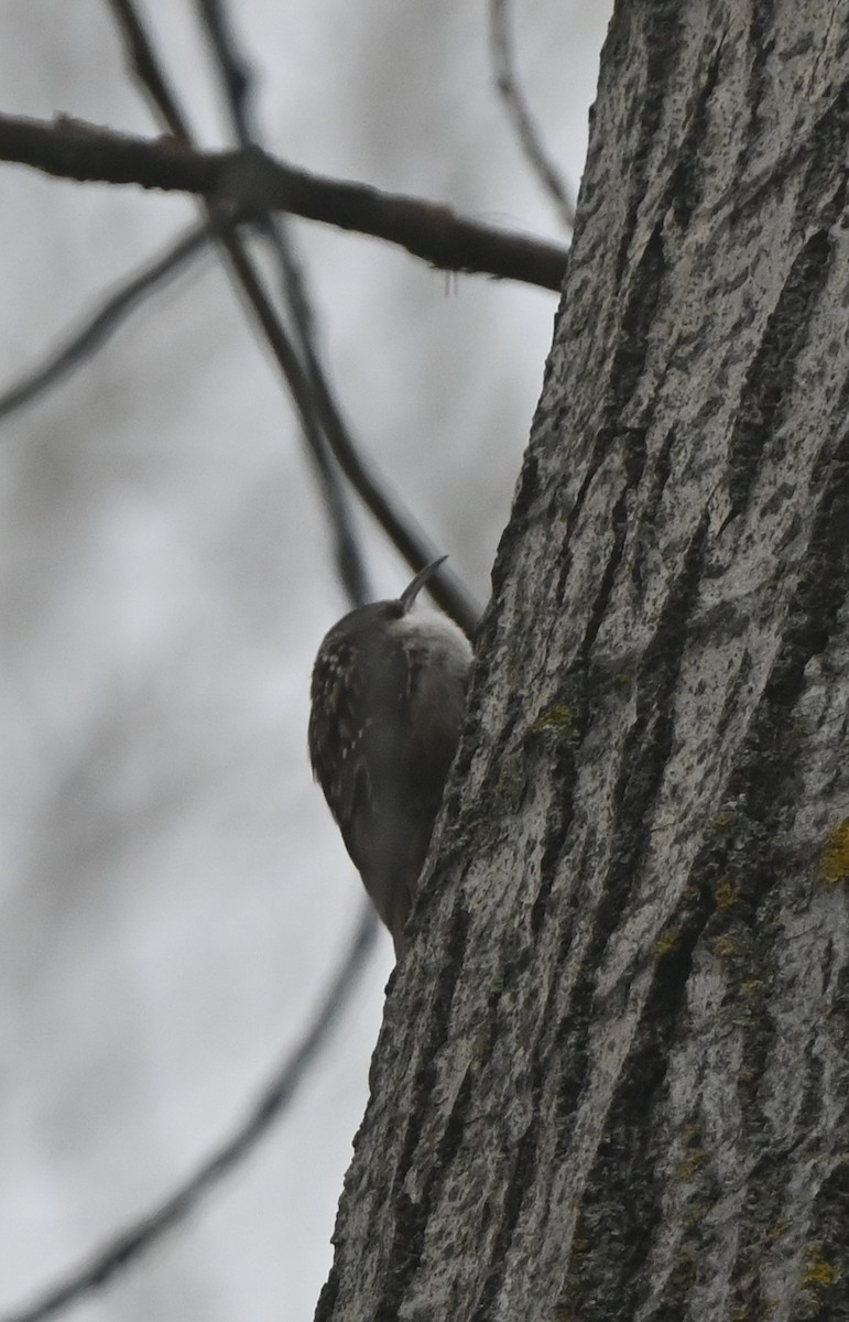 Grimpereau des jardins - ML647455274