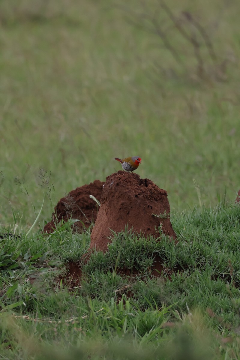 Мельба строката - ML647455275