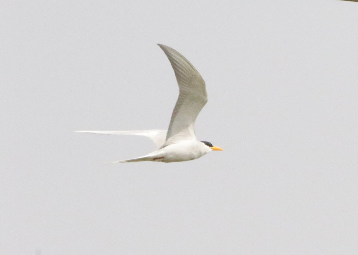 Chevalier aboyeur - ML647455276