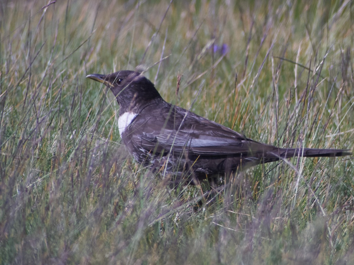 Buse variable - ML647455278