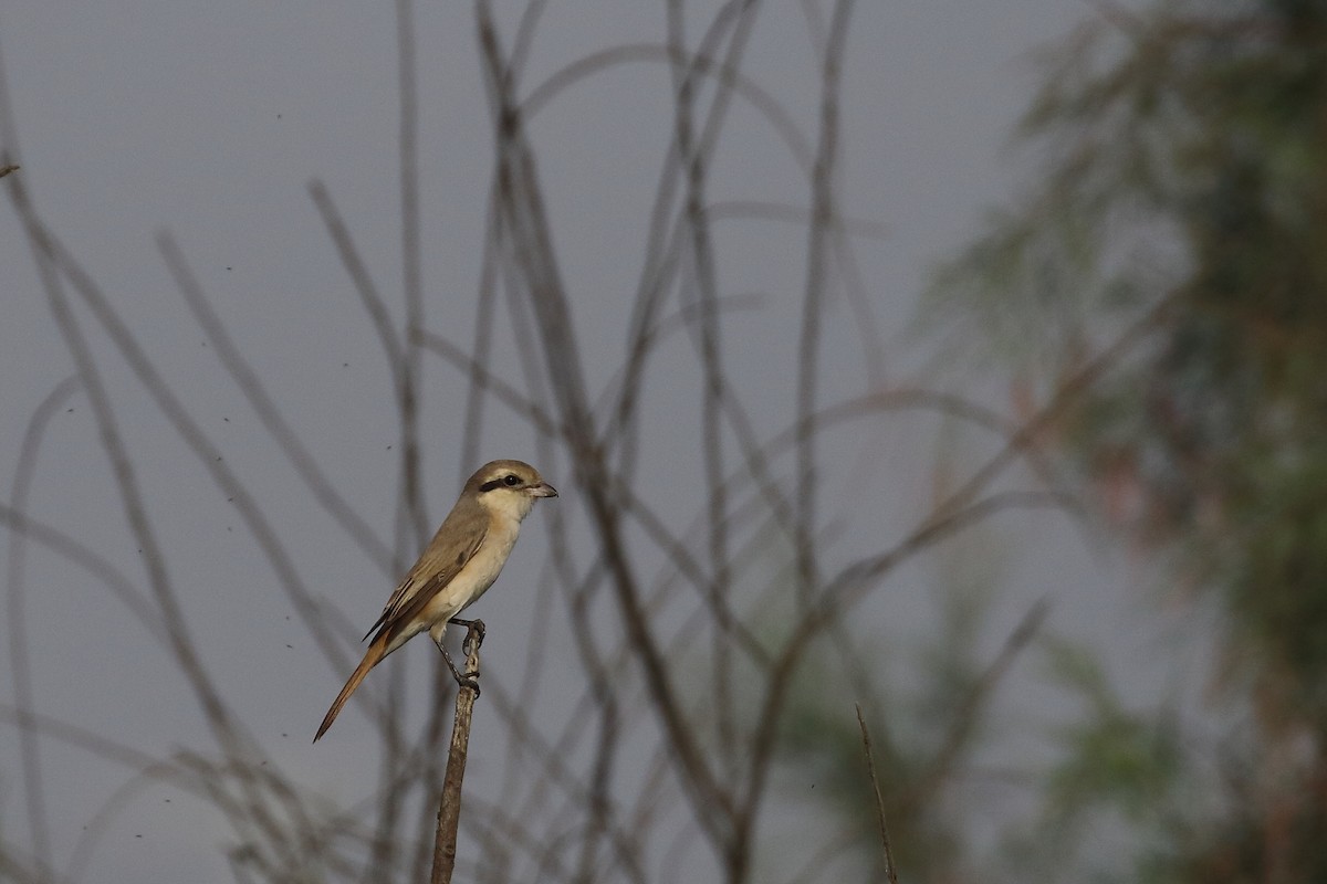 Сорокопуд рудохвостий - ML647455279