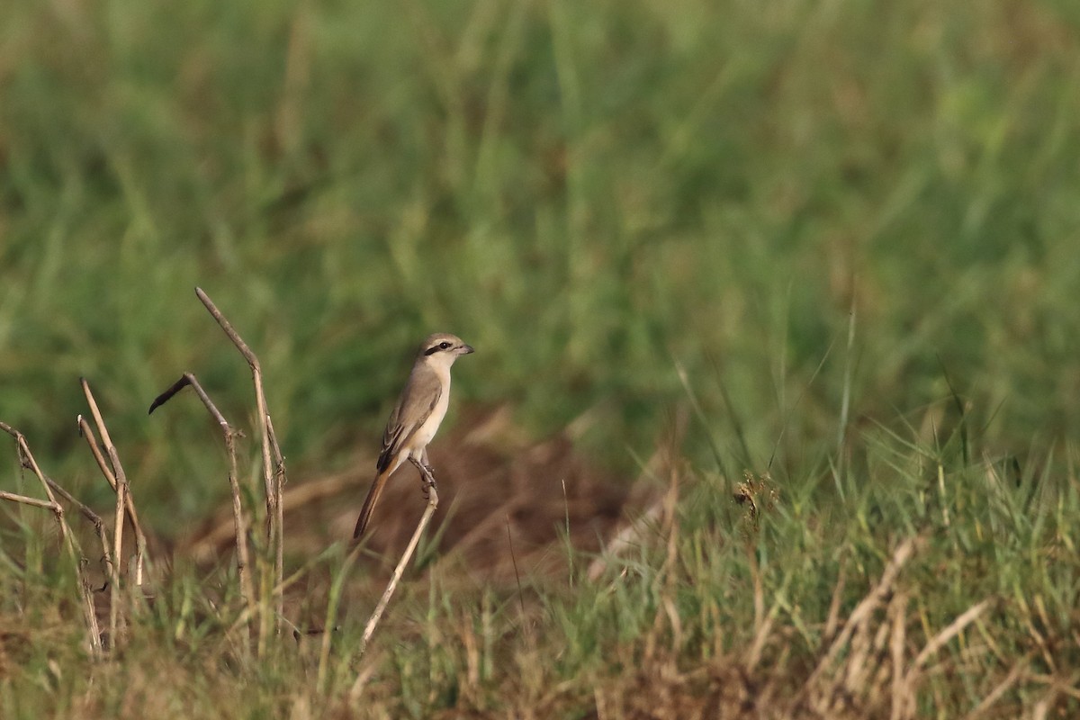 Isabelline Shrike - ML647455280