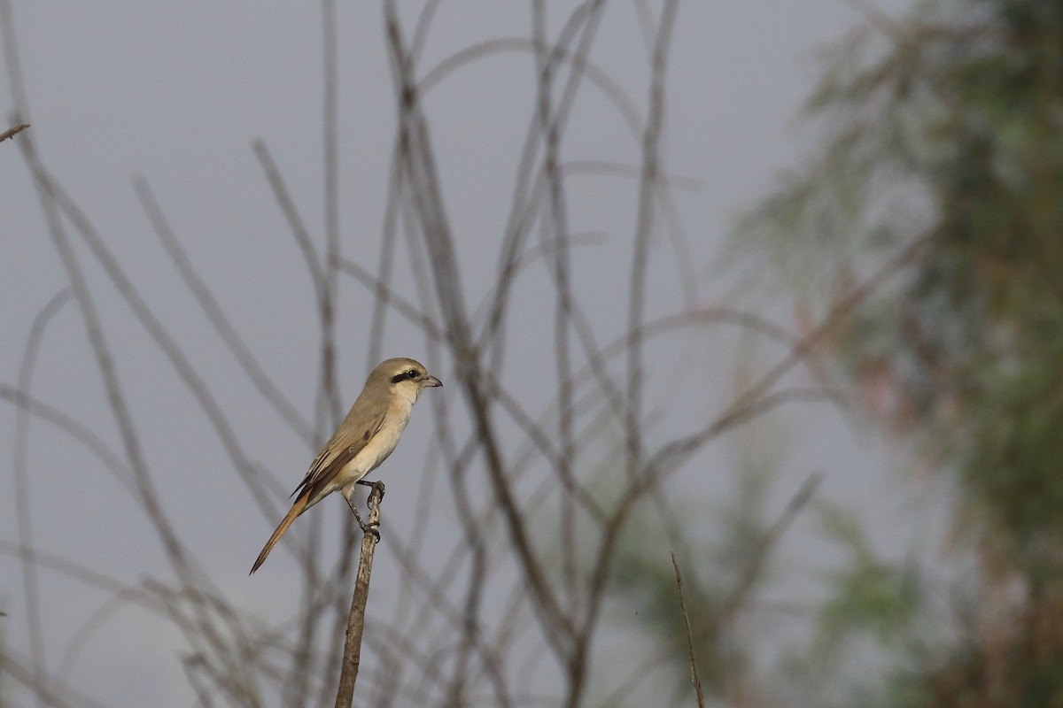 Isabelline Shrike - ML647455281