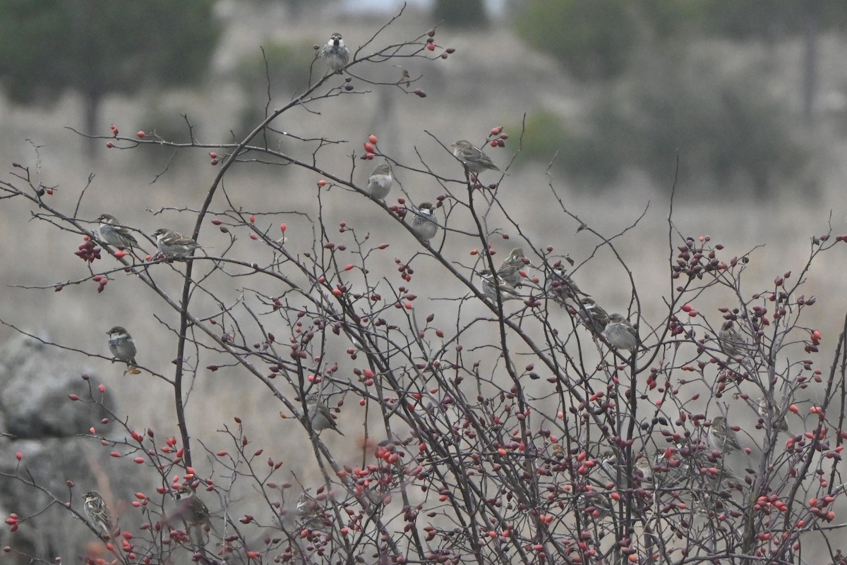 Горобець чорногрудий - ML647455283