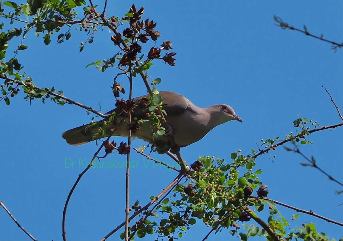 Пінон брунатний - ML647455284