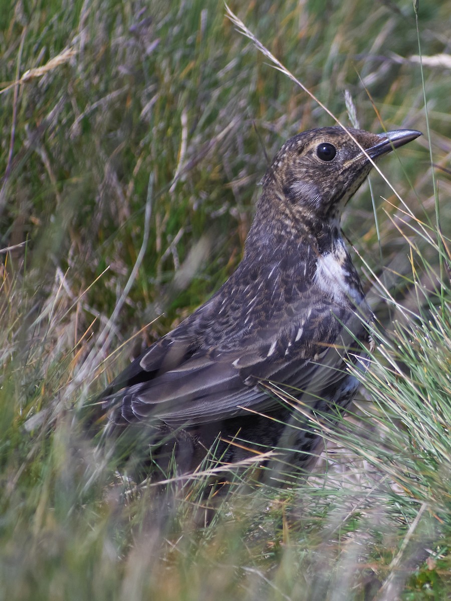 Дрізд гірський - ML647455285