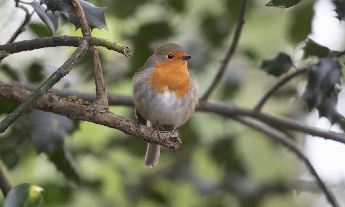 Вільшанка - ML647455286