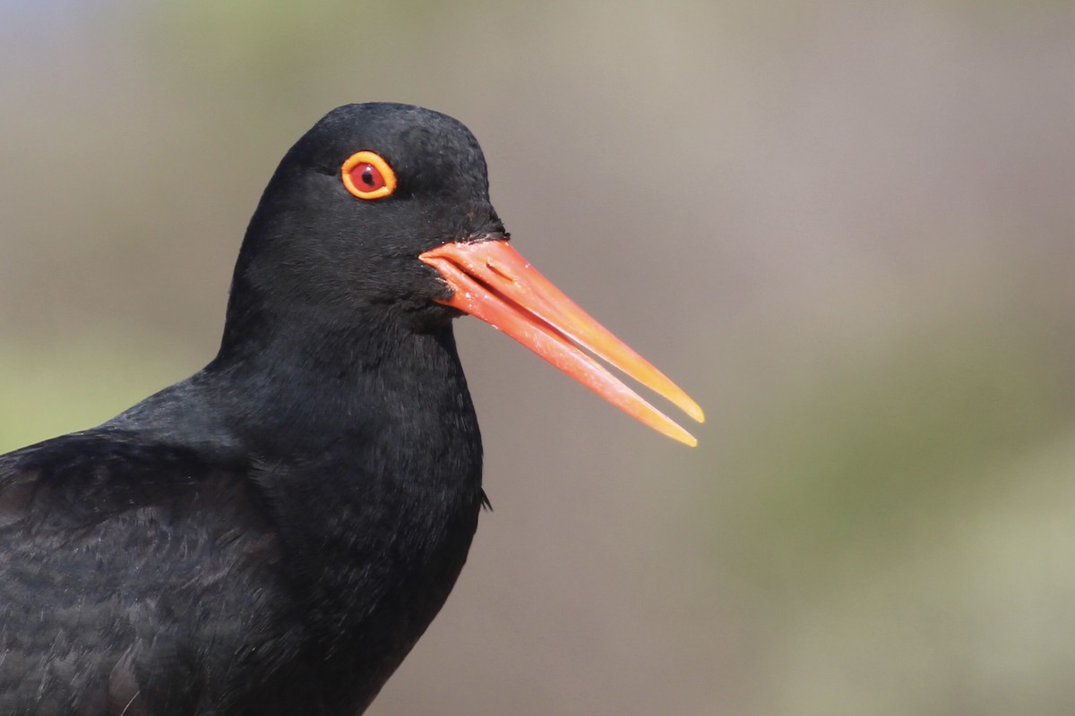 Кулик-сорока африканський - ML647455287