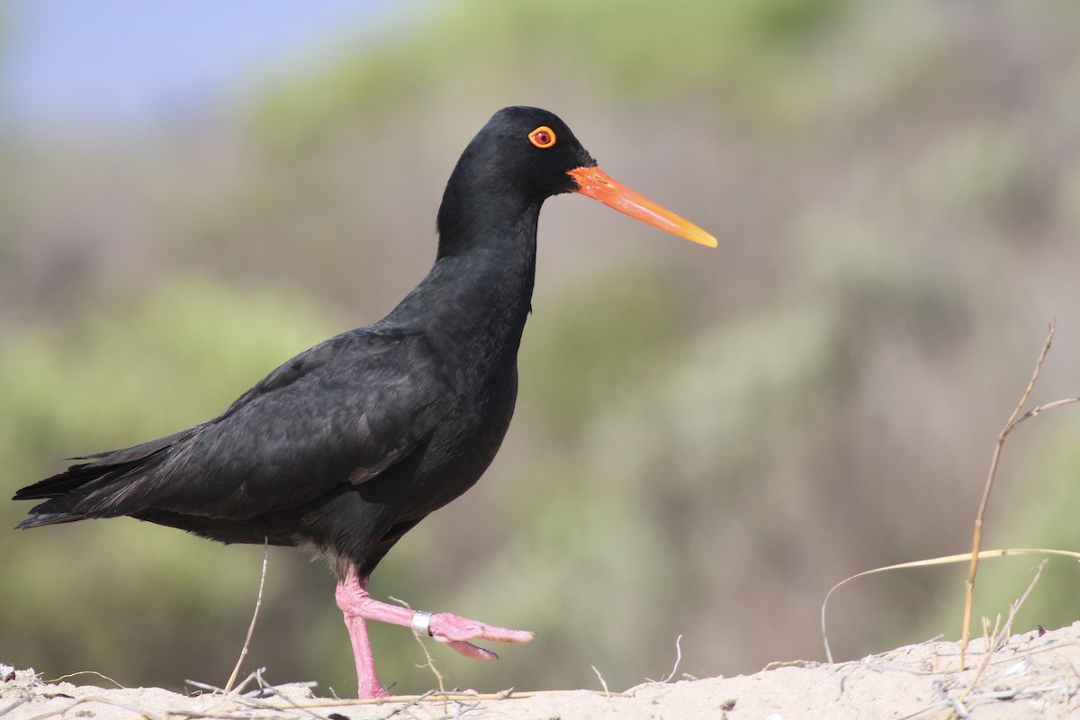 Кулик-сорока африканський - ML647455288