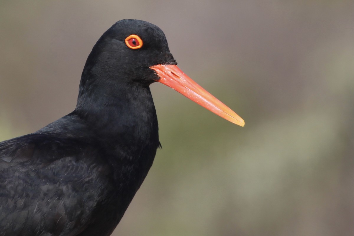 Кулик-сорока африканський - ML647455289