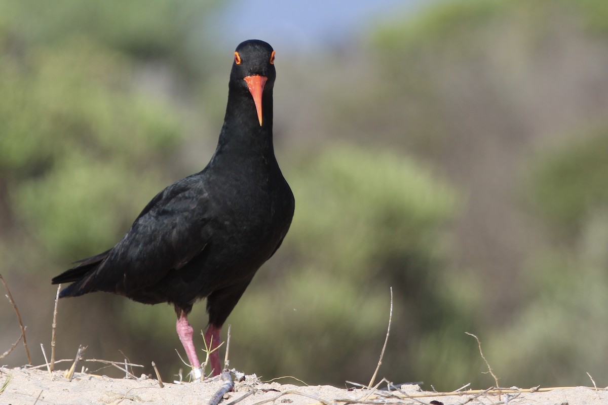 Кулик-сорока африканський - ML647455290