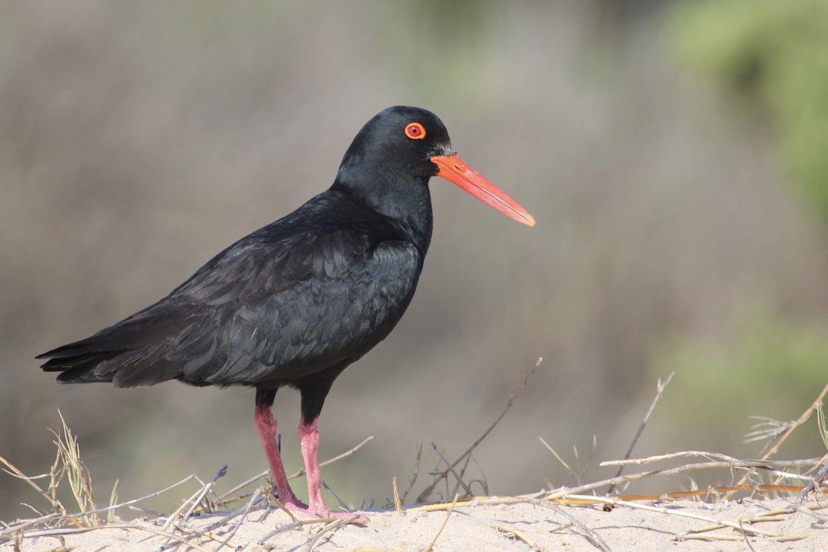 Кулик-сорока африканський - ML647455291