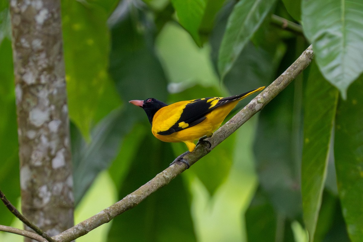 Вивільга східна - ML647455292