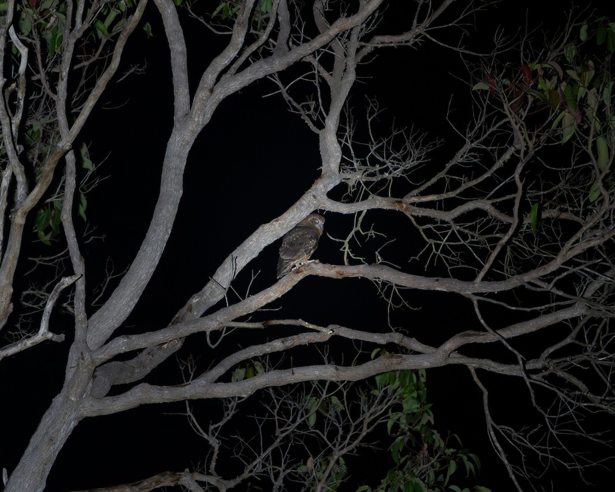 Сова-голконіг австралійська - ML647455294