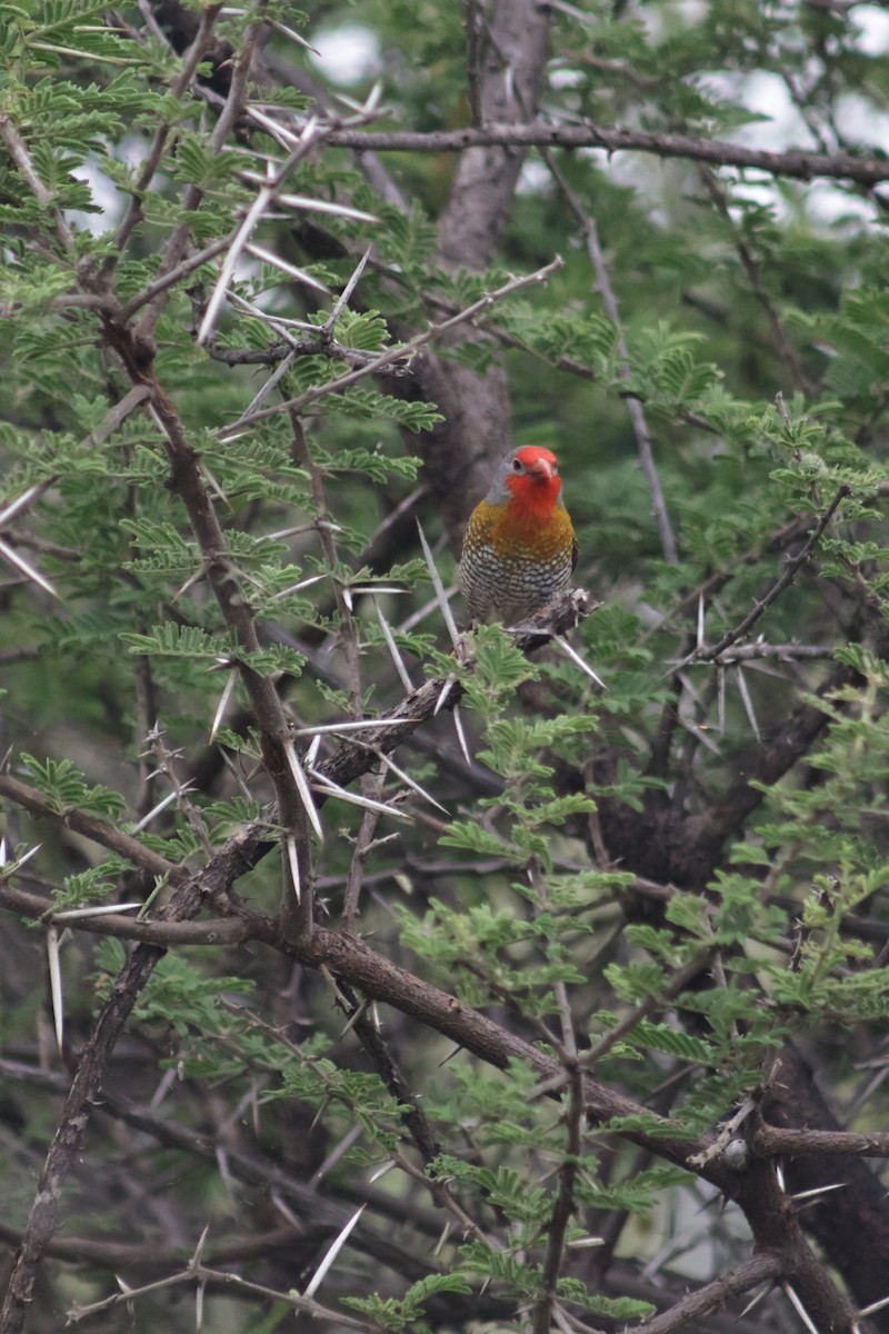 Мельба строката - ML647455295