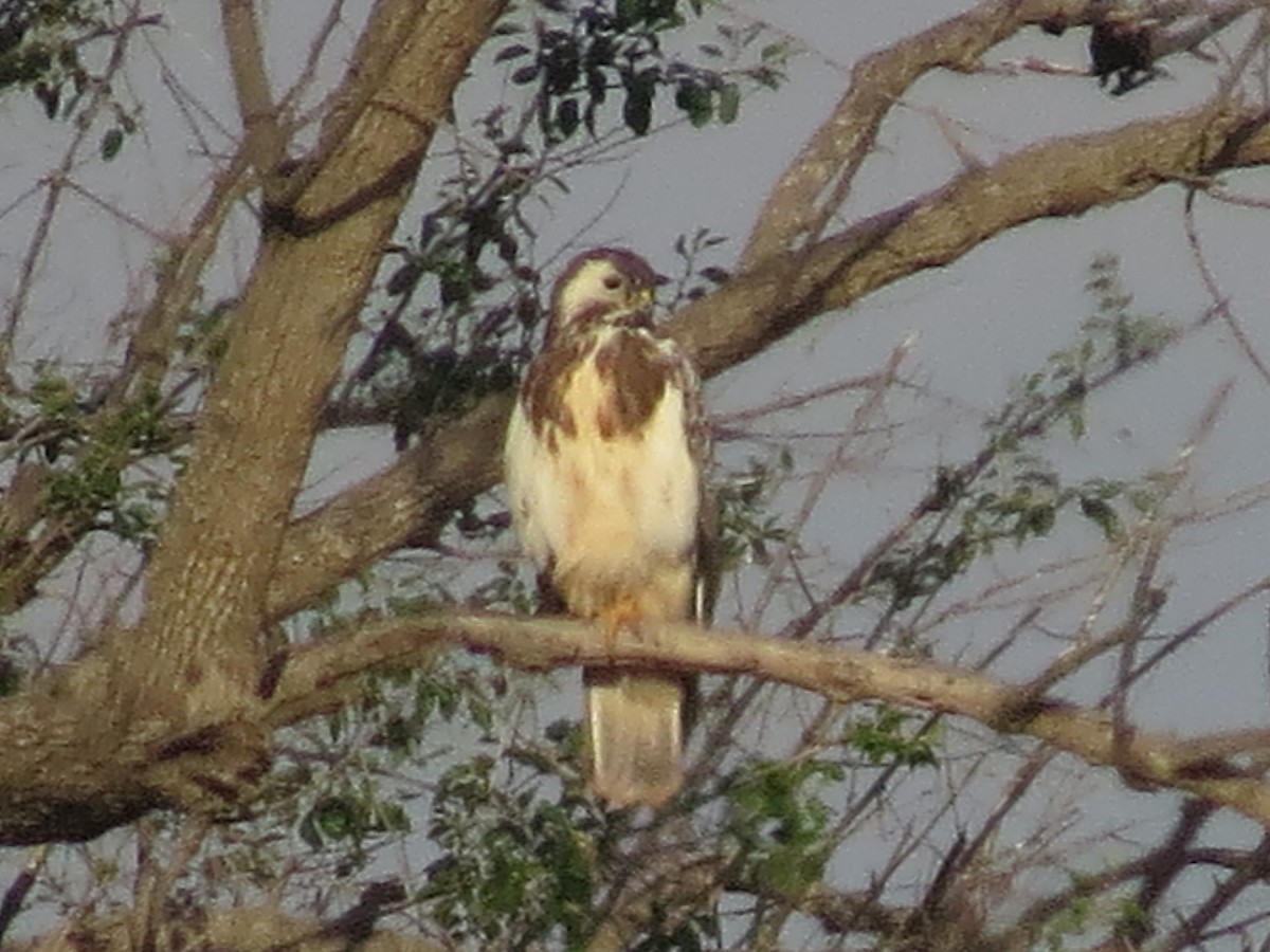 Канюк звичайний - ML647455296