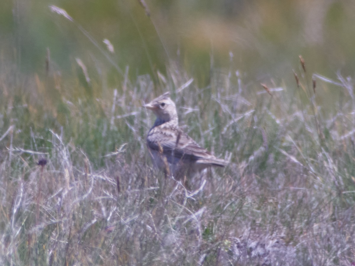 Жайворонок польовий - ML647455298