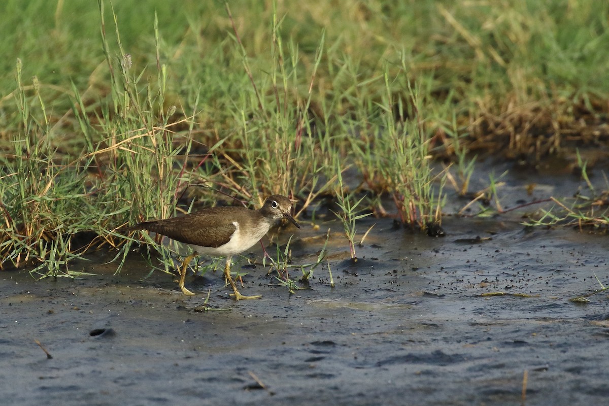 Коловодник лісовий - ML647455299
