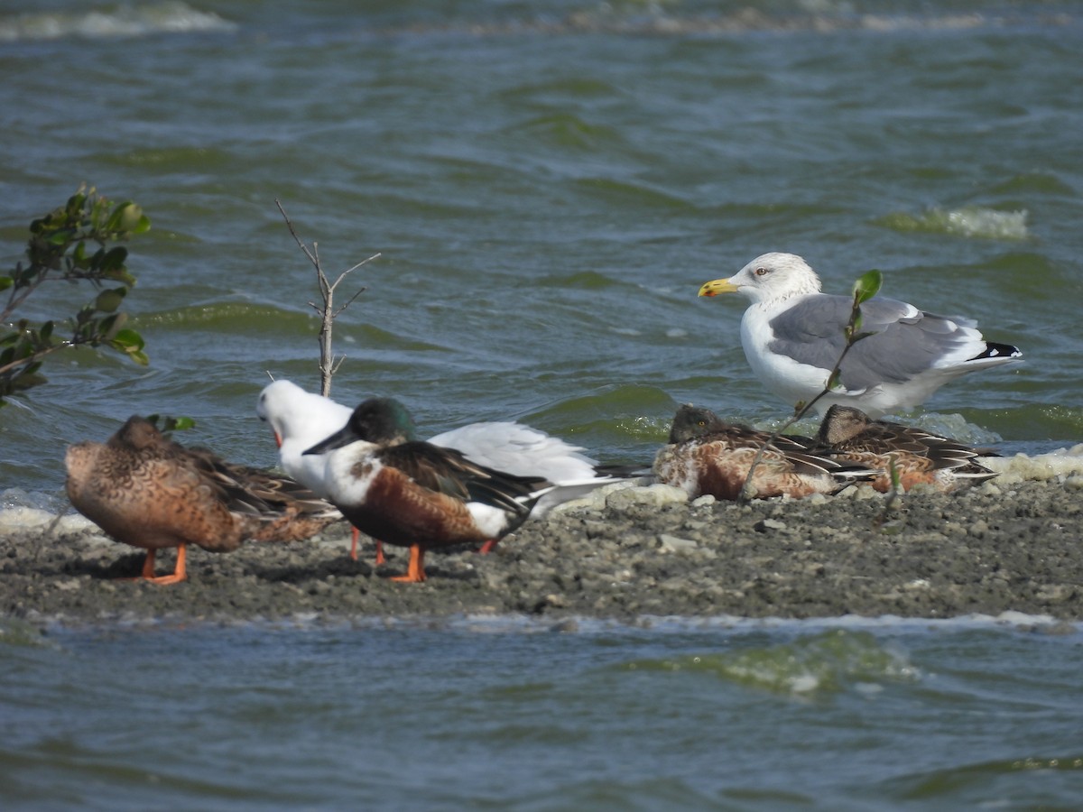 Мартин чорнокрилий - ML647455300