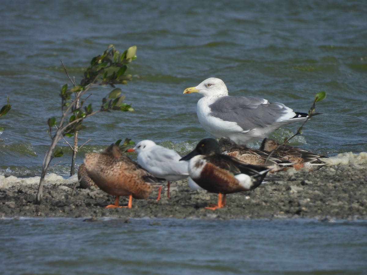 Мартин чорнокрилий - ML647455301