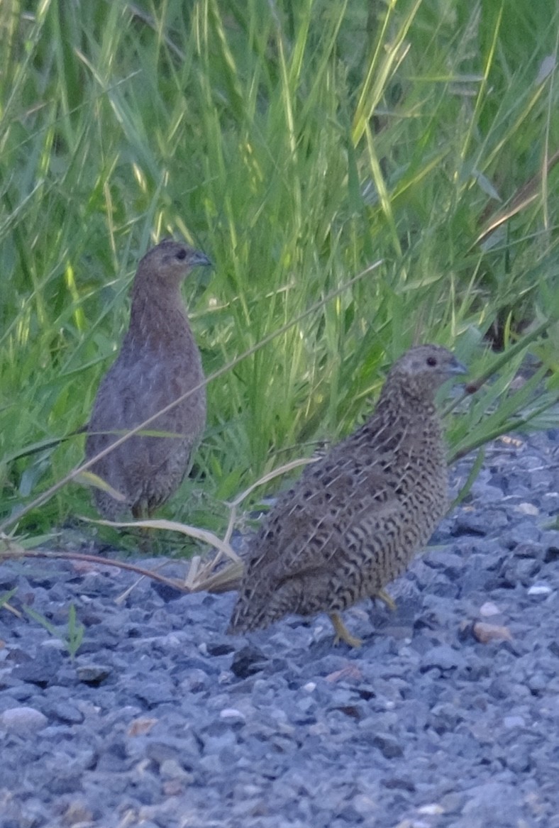 Перепілка бура - ML647455303