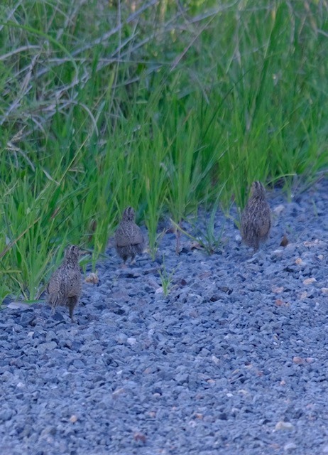 Перепілка бура - ML647455304