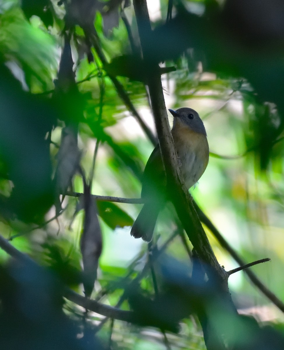 Нільтава бліда - ML647455305