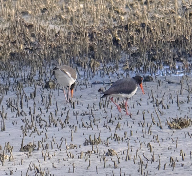 Кулик-сорока довгодзьобий - ML647455306