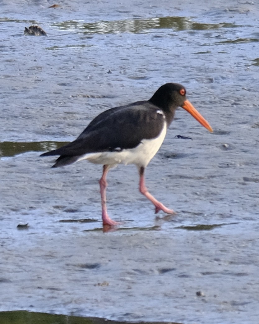 Кулик-сорока довгодзьобий - ML647455307