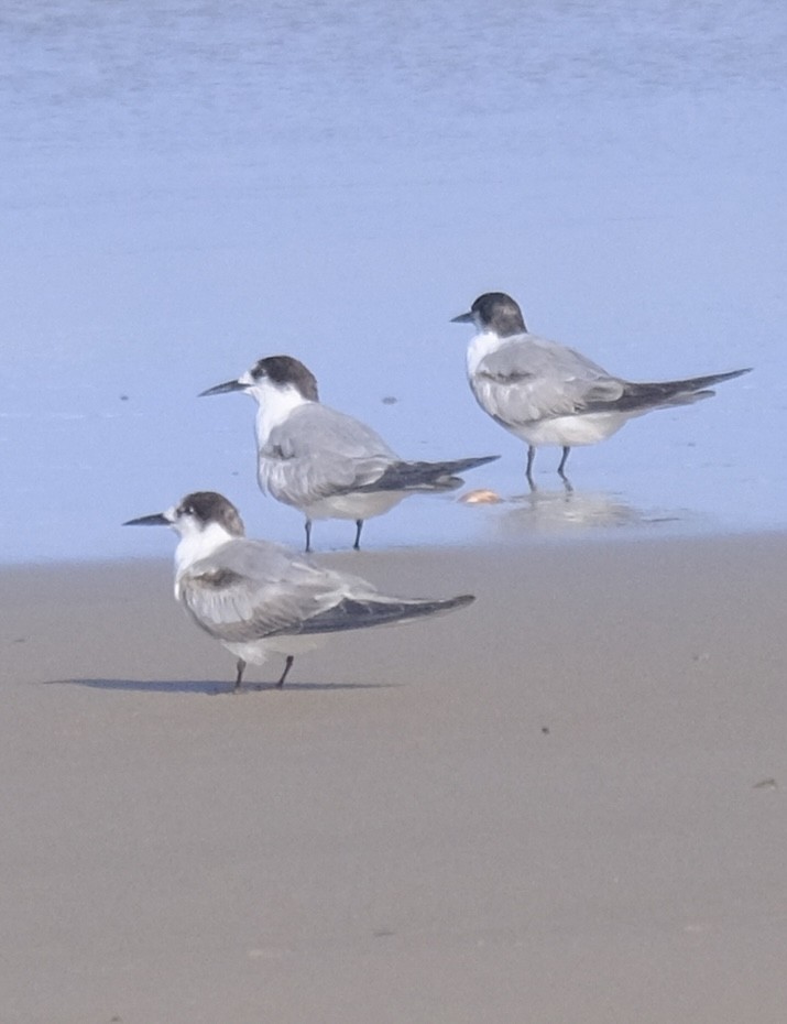 Крячок малий - ML647455308