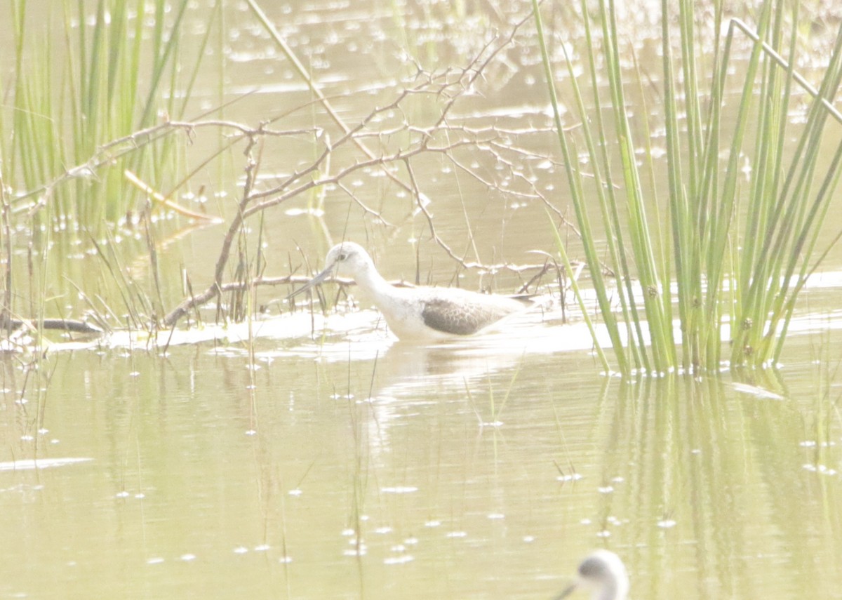 Коловодник великий - ML647455310