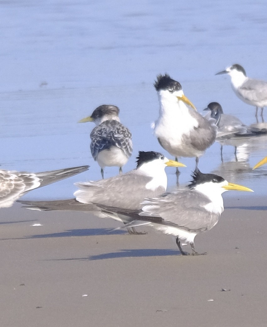 Крячок жовтодзьобий - ML647455311