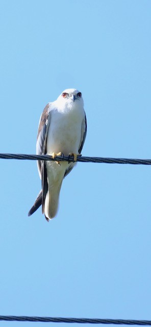 Шуліка австралійський - ML647455312