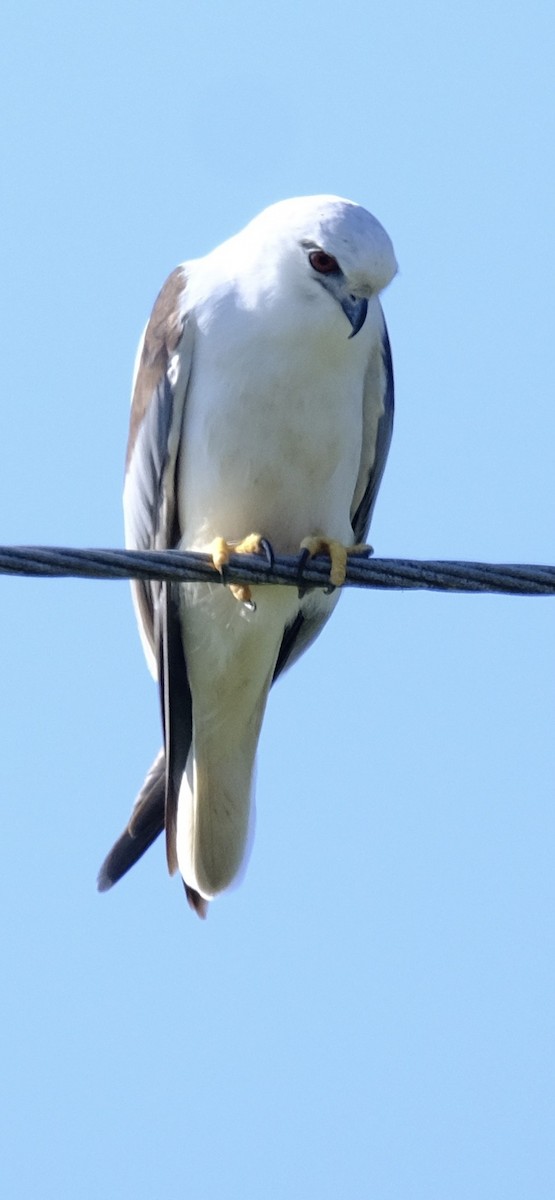 Шуліка австралійський - ML647455313