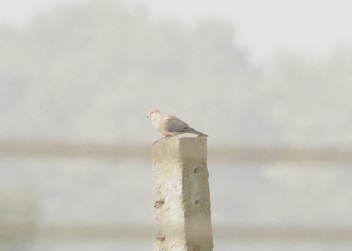 Горлиця короткохвоста - ML647455314