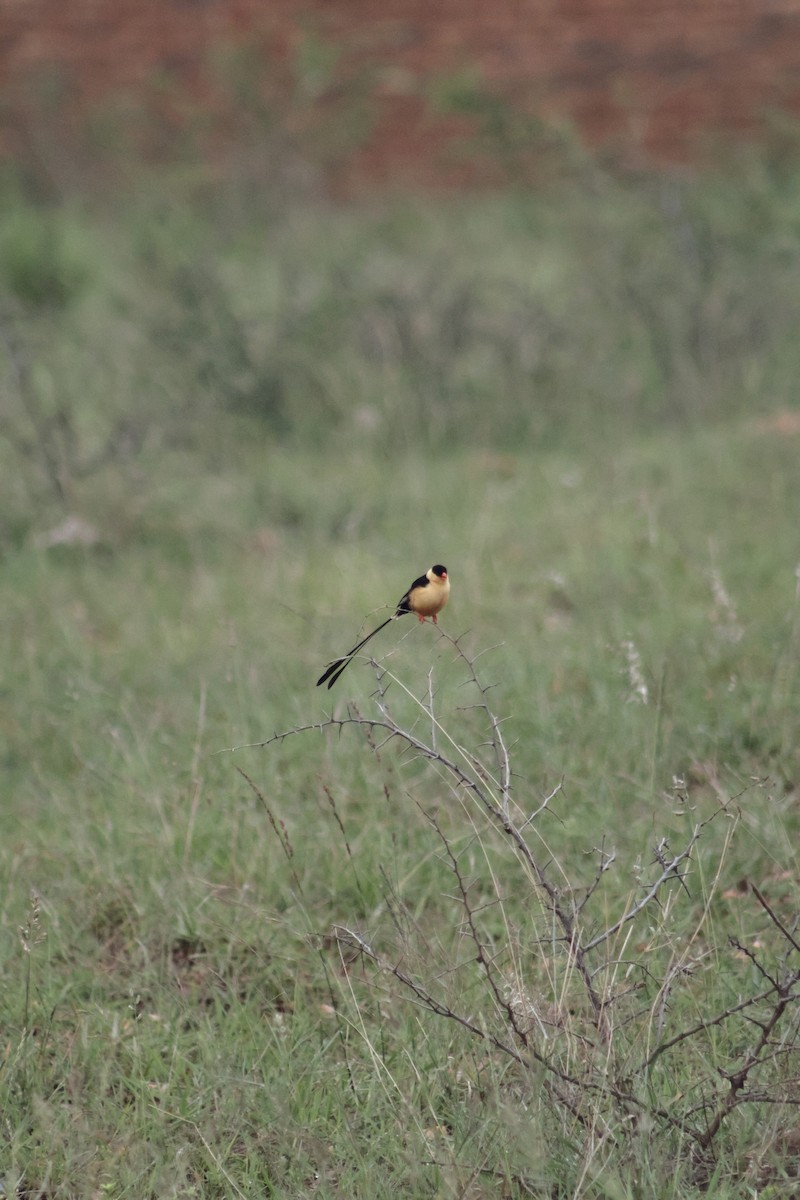 ミカドスズメ - ML647455323