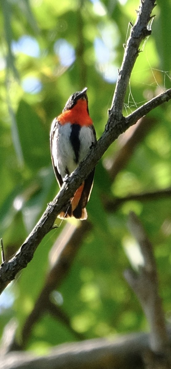 Mistletoebird (Australian) - ML647455329