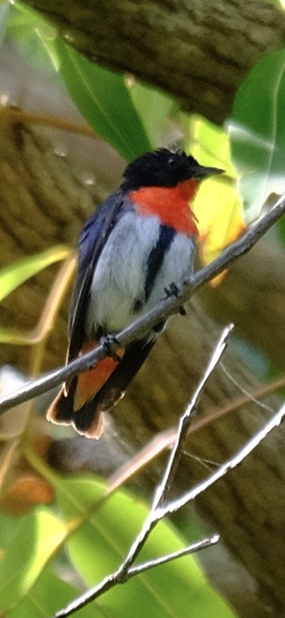 Mistletoebird (Australian) - ML647455330