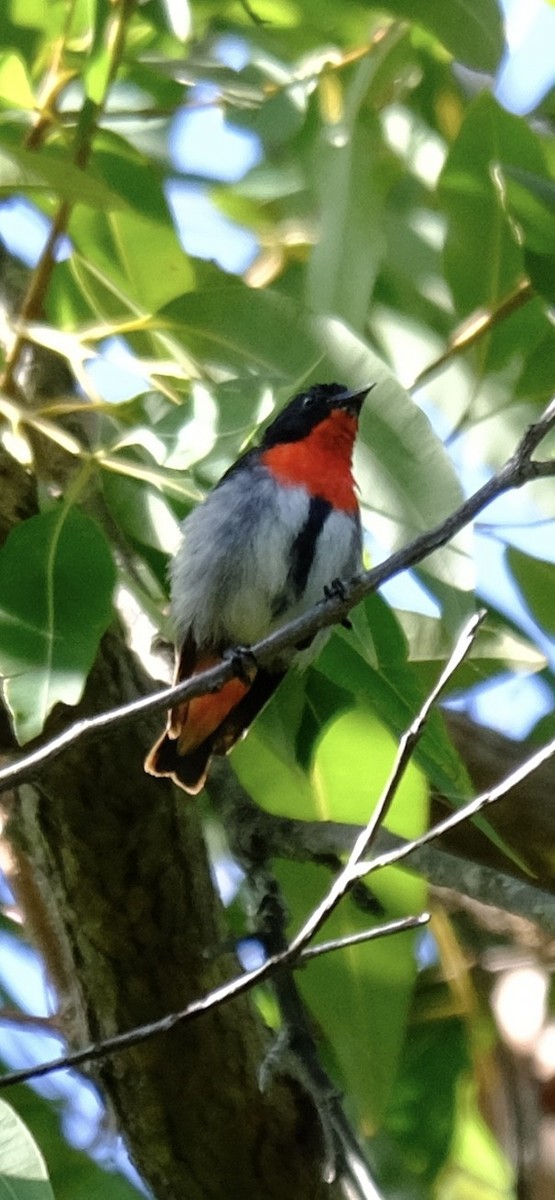 Mistletoebird (Australian) - ML647455331