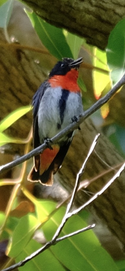 Mistletoebird (Australian) - ML647455332