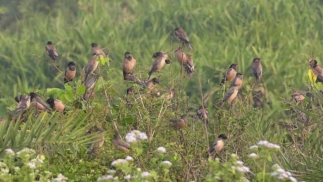 Arabazozo gorrizta - ML647455343