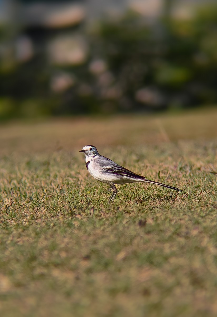 konipas bílý - ML647455348