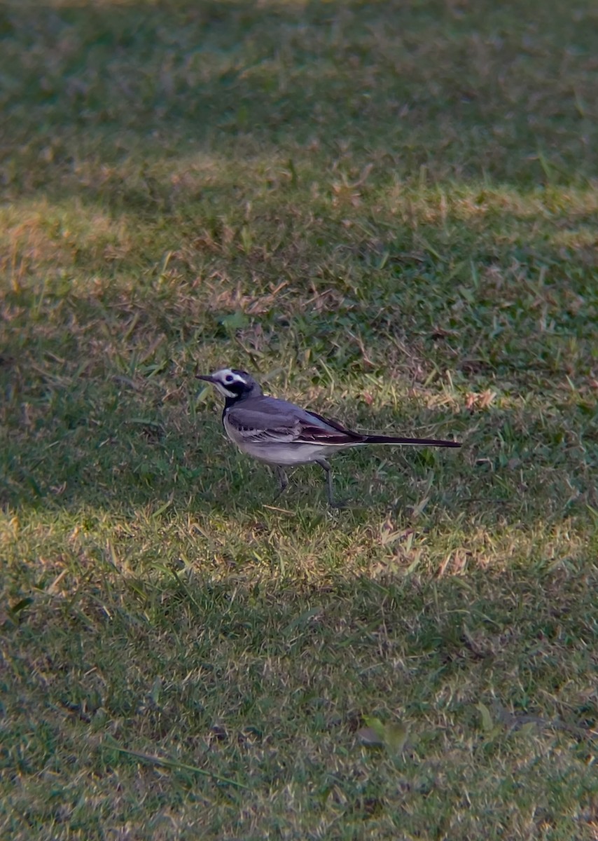 konipas bílý - ML647455358