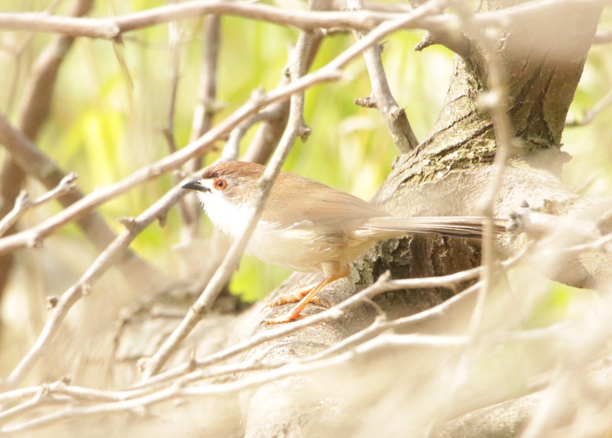 Timalí Ojigualdo - ML647455364