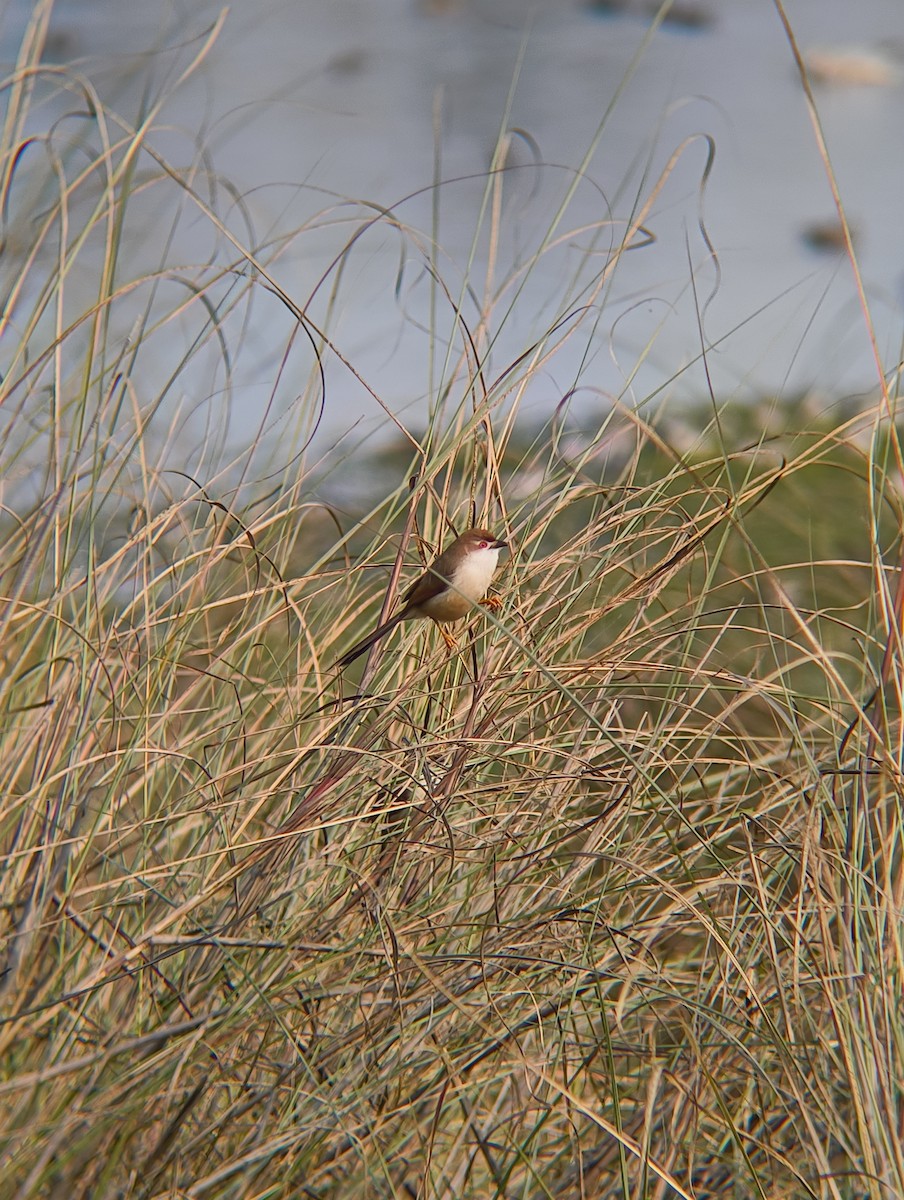 Timalí Ojigualdo - ML647455365