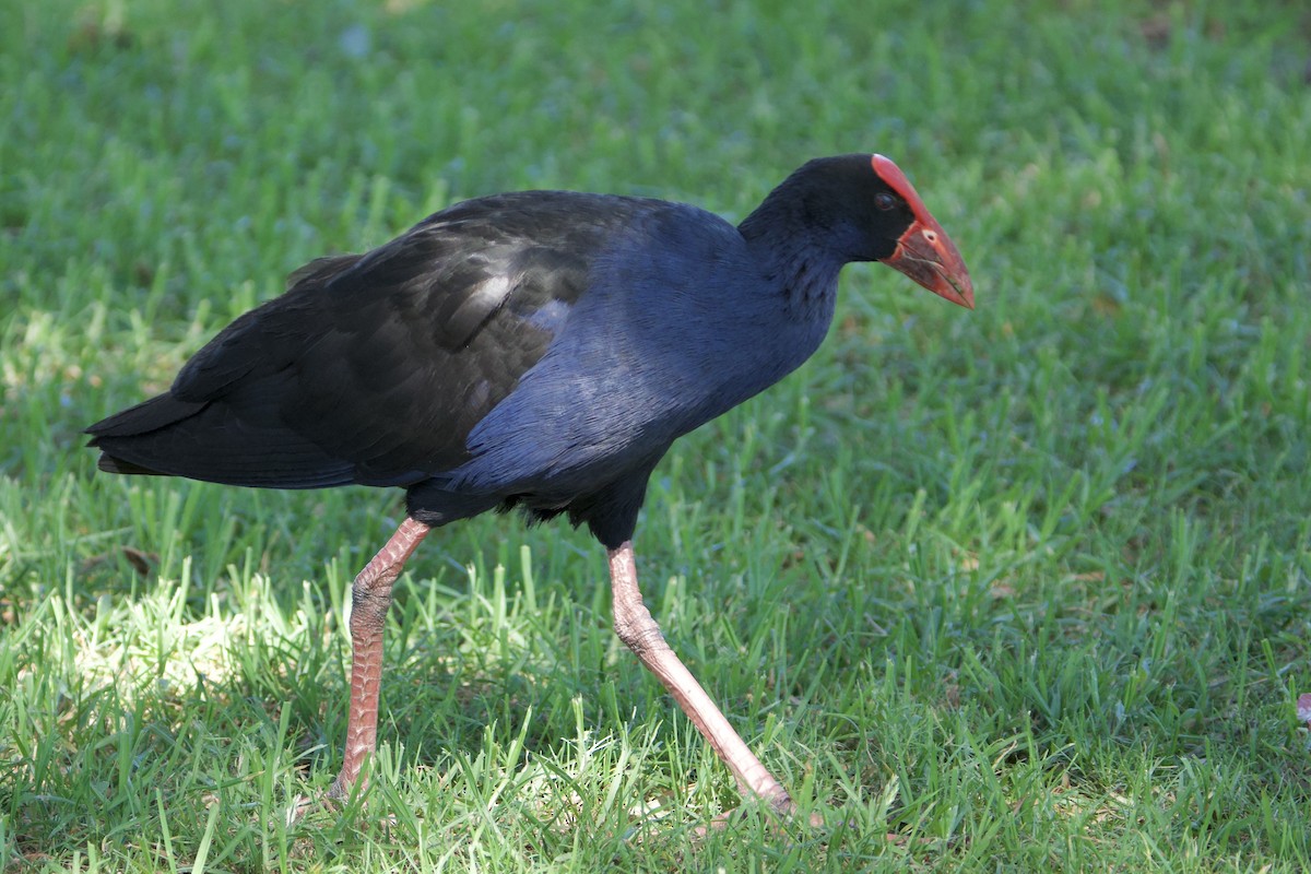 slípka australasijská - ML647455381