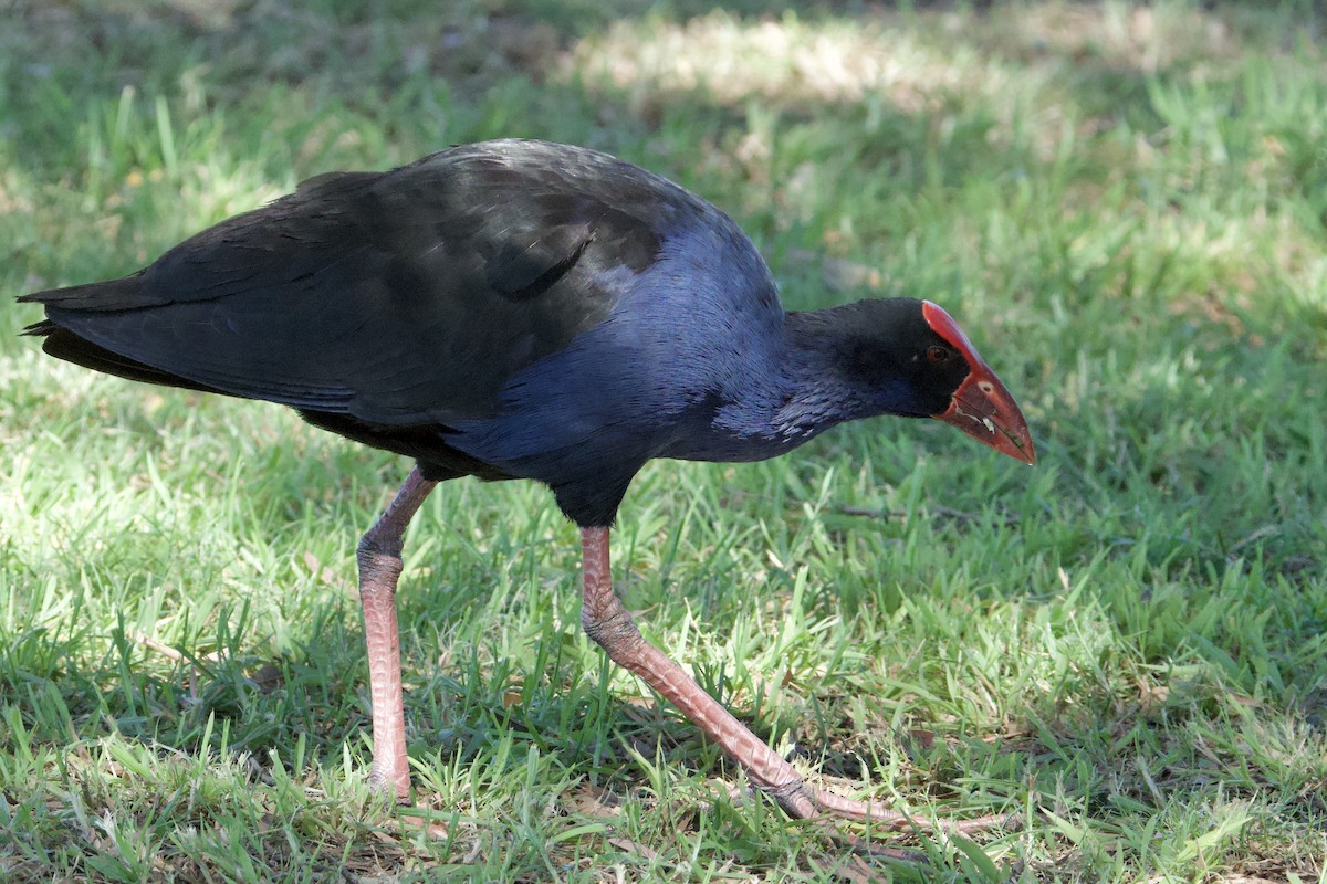 slípka australasijská - ML647455382